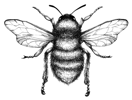 Hand-drawn bee illustration in a detailed pen-and-ink style